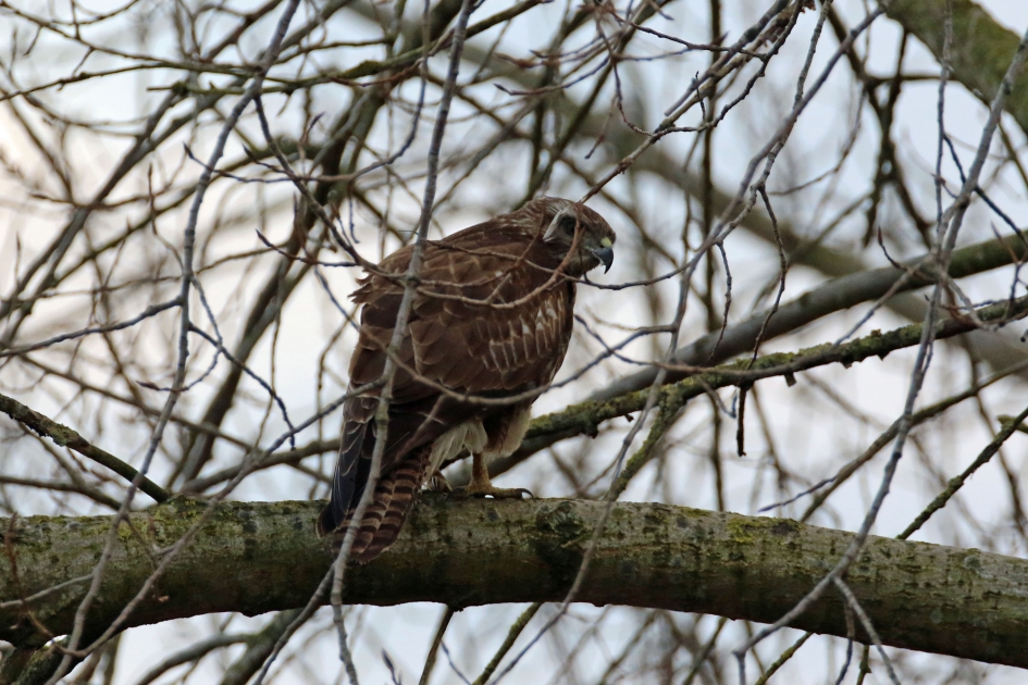 Graag wat privacy. - Vogels - 