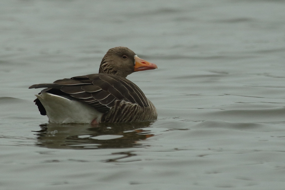 grauwe gans - Vogels - 