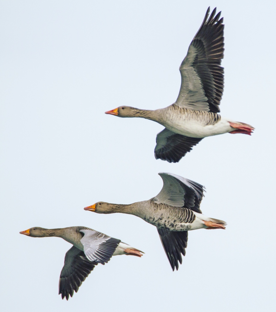 Grauwe ganzen - Vogels - Grauwe gans