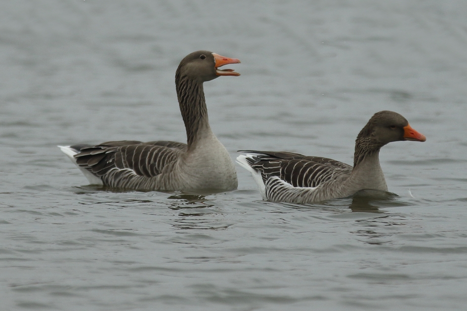 grauwe ganzen - Vogels - 
