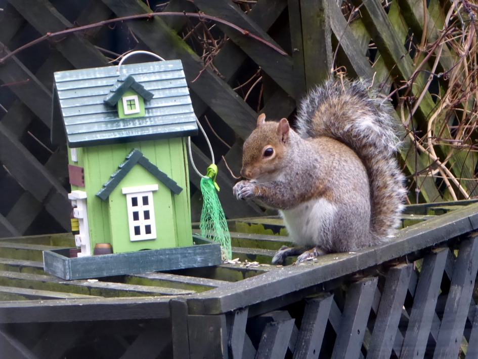 Grijze eekhoorn ontbijt in onze tuin in Dublin - Zoogdieren - Grijze eekhoorn