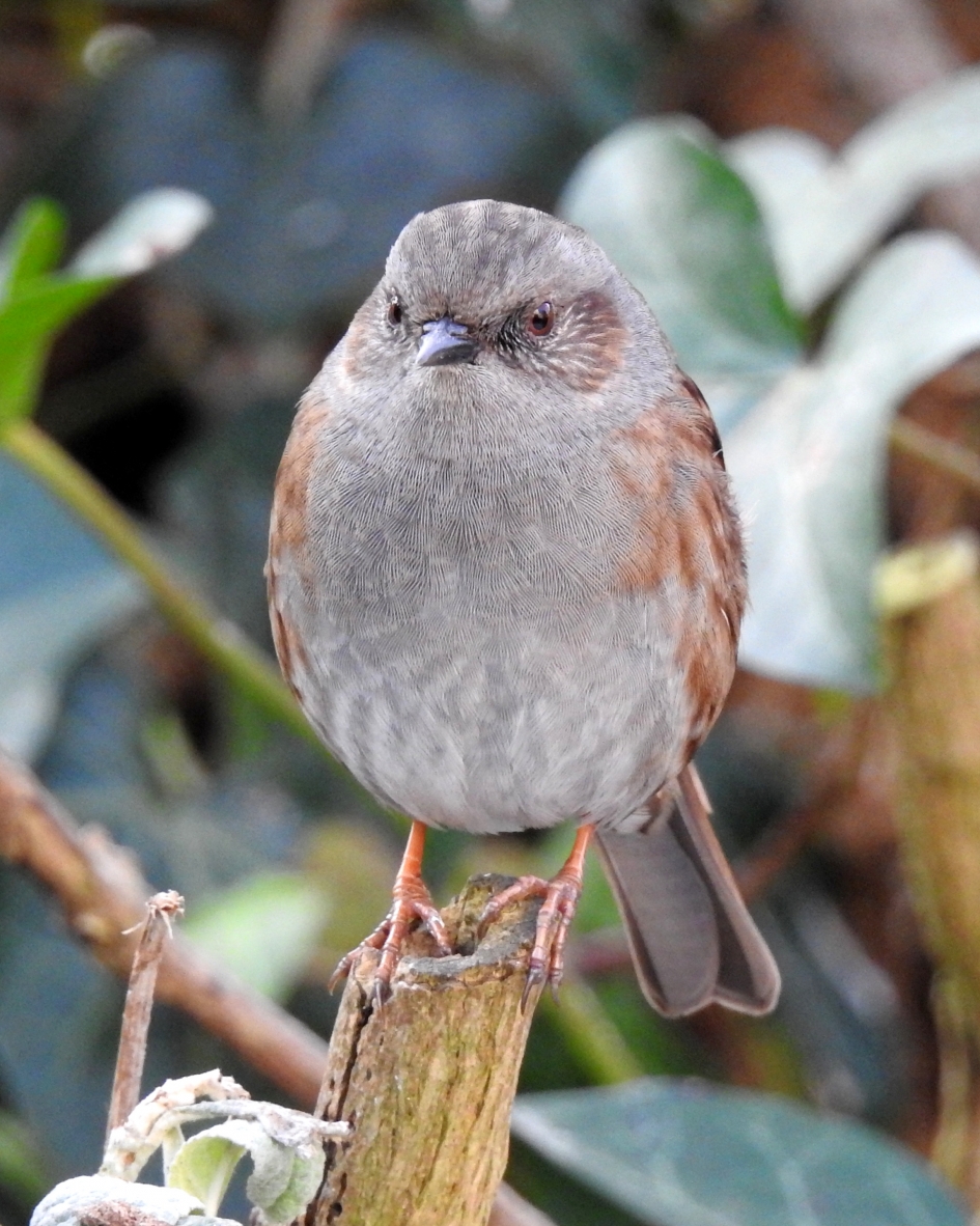 Grijze muis?! - Vogels - Heggemus