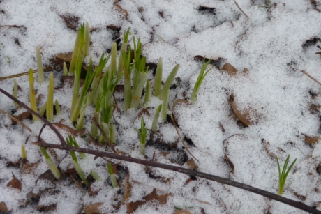Groen met sneeuw maar nog....