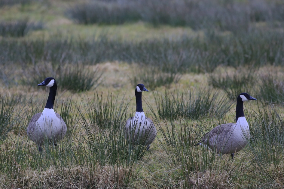 Groot of klein ... - Vogels - Grote Canadese Gans