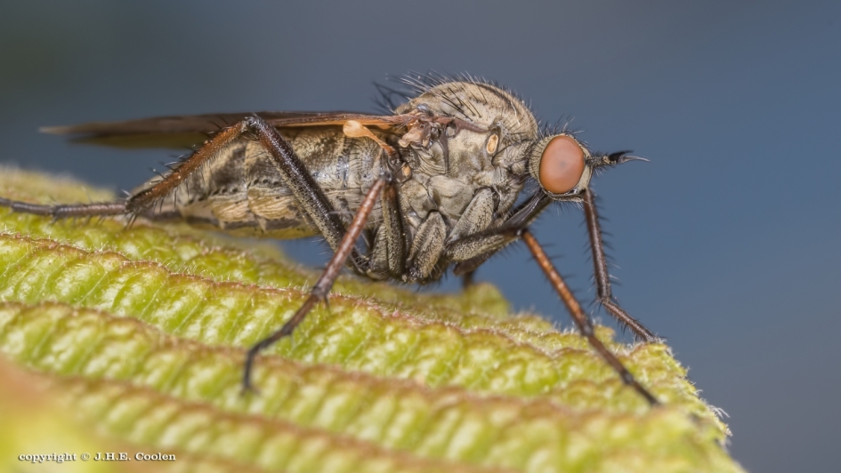 Grote dansvlieg - Geleedpotigen - Grote dansvlieg