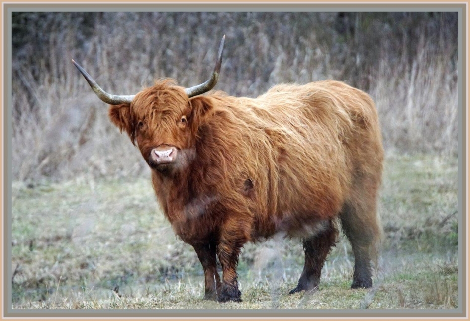 Grote grazer - Zoogdieren - ??????????