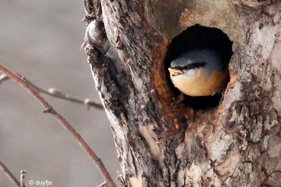 grote schoonmaak - Vogels - Boomklever