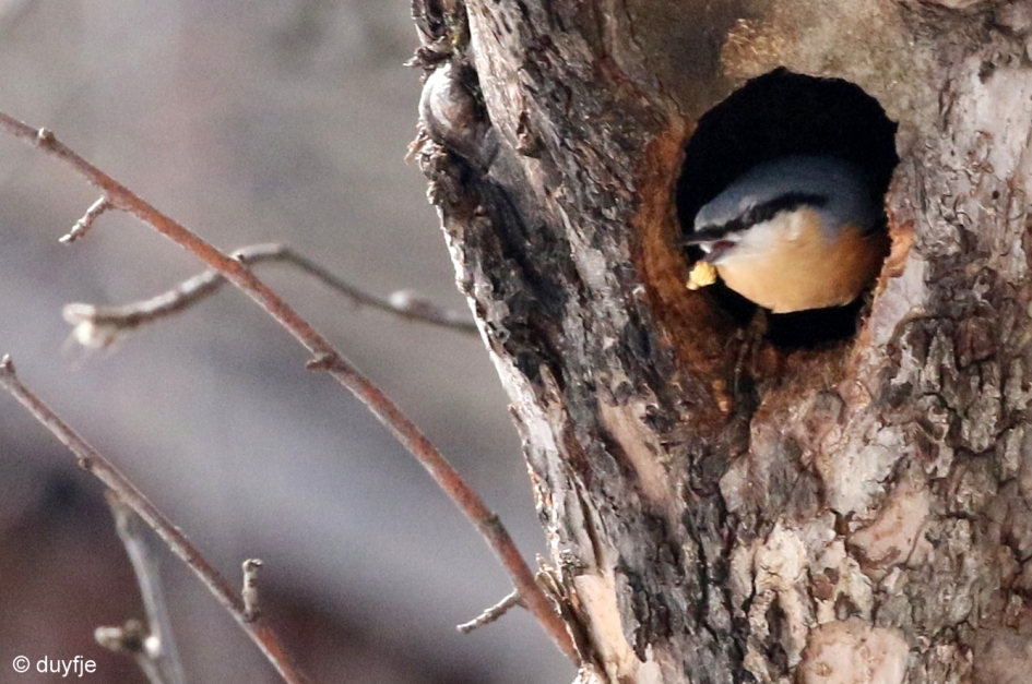 grote schoonmaak - Vogels - Boomklever