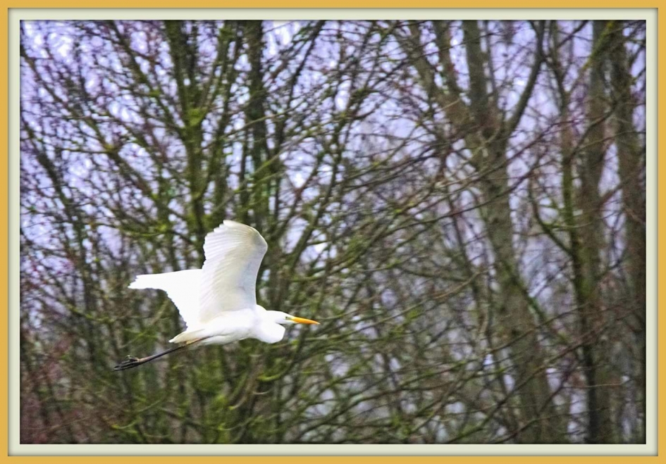 Grote zilver - Vogels - Zilverreiger