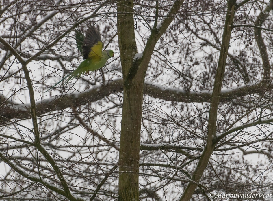 Halsbandbandiet - Vogels - Halsbandparkiet
