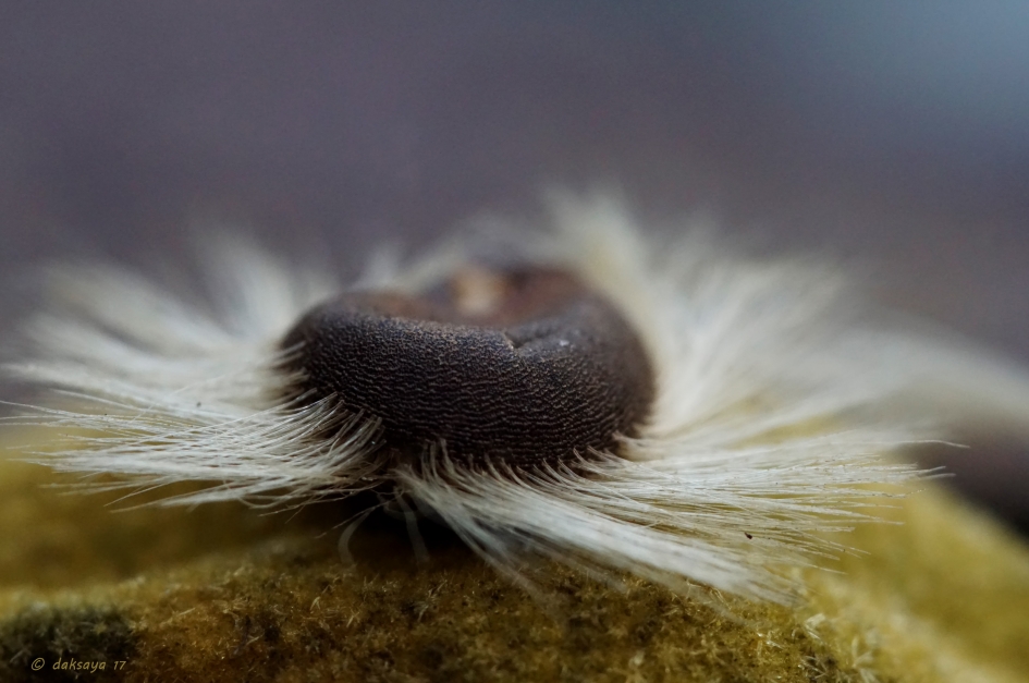 Harig zaadje - Planten - 