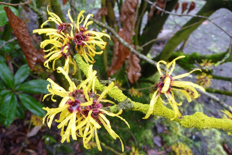 Hazelaar - Planten - 