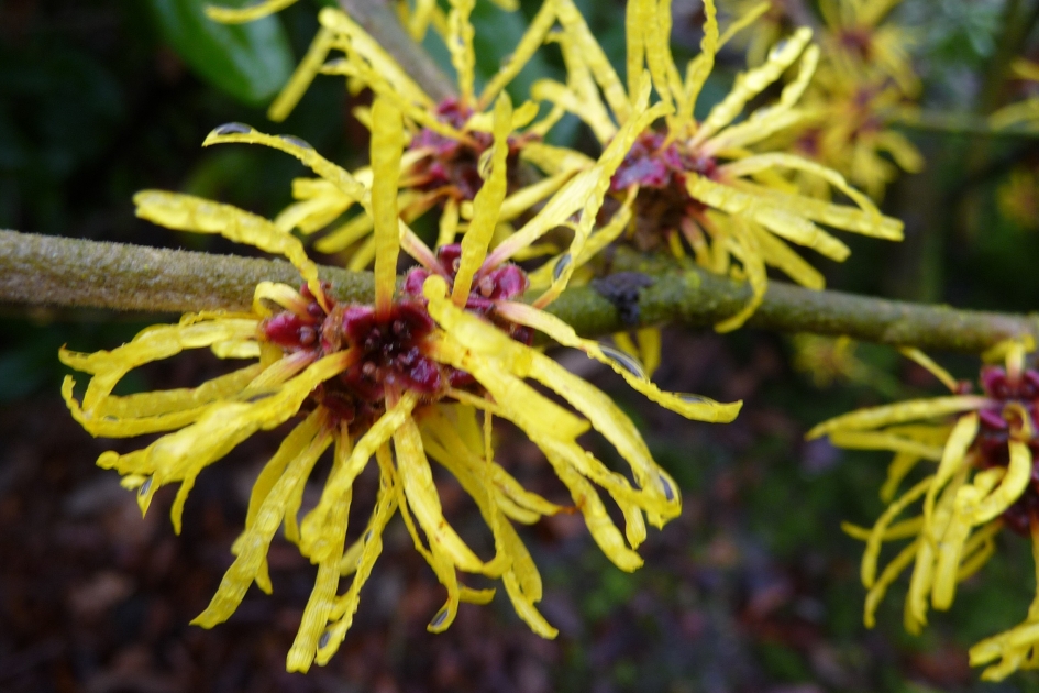 Hazelaar - Planten - 