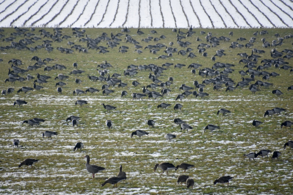 Heel veel brandganzen - Vogels - 