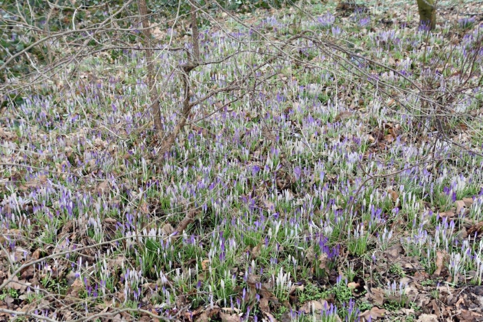 Heel veel krokussen... - Planten - 
