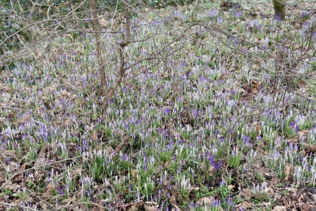 Heel veel krokussen...