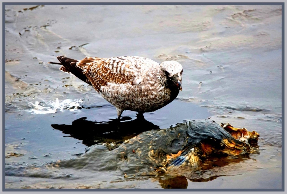 Heerlijke hap - Vogels - Zilvermeeuw