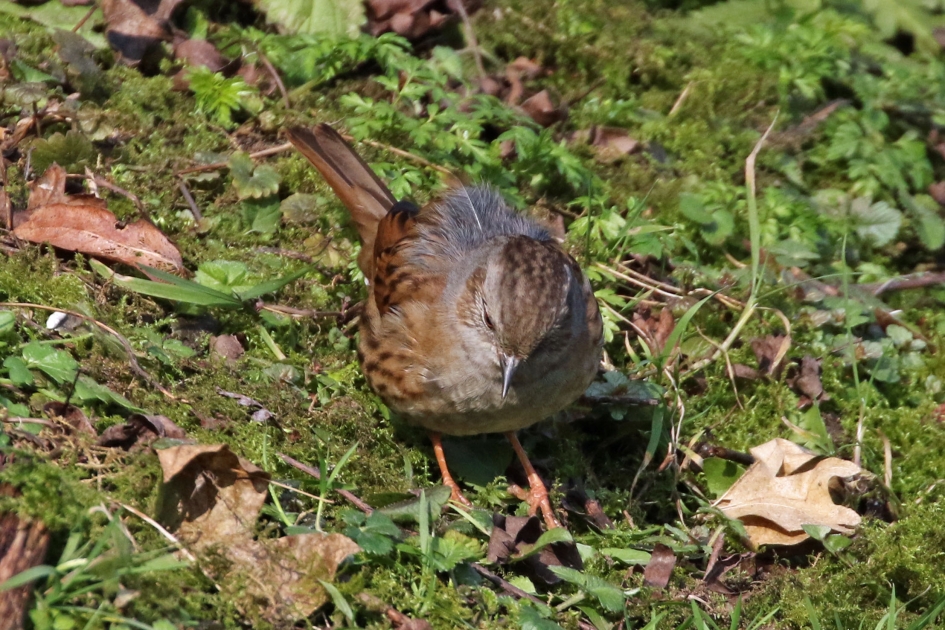 Heggenmus - Vogels - 