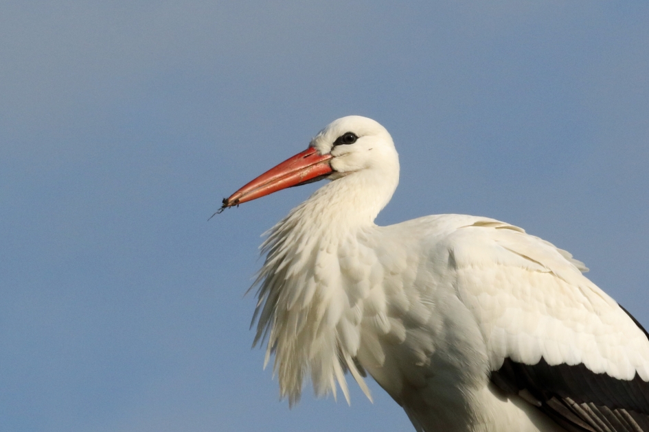 Heldere blik - Vogels - Ooievaar