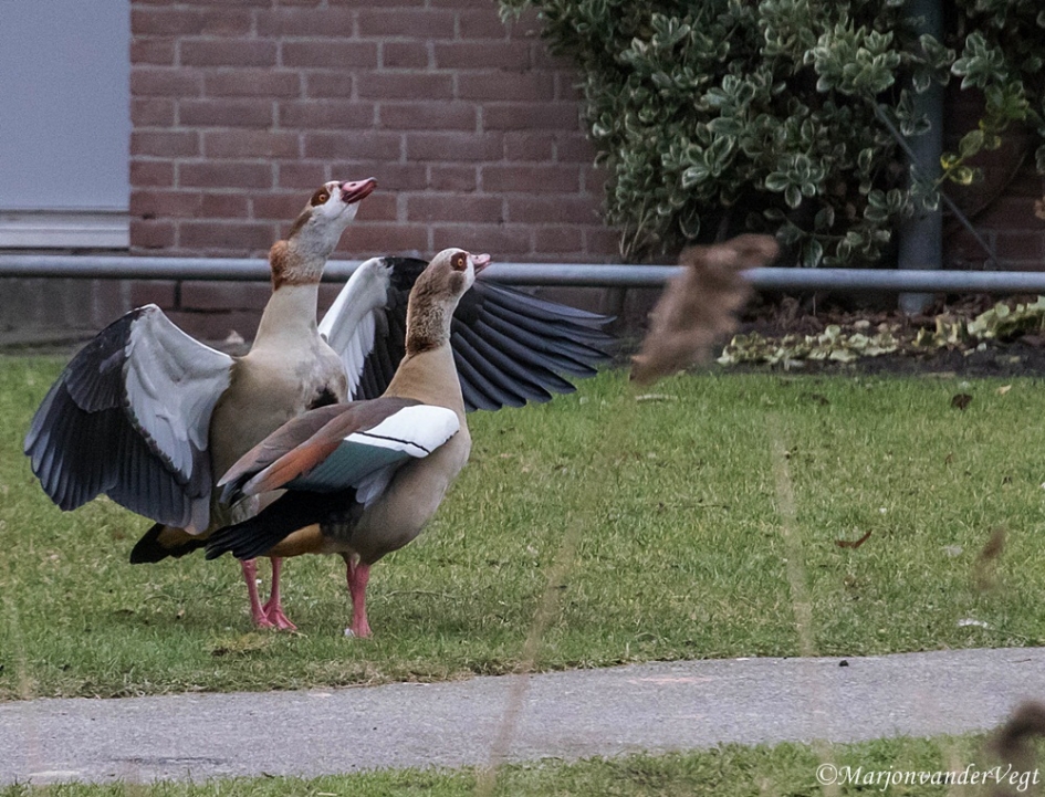 Herriemakers - Vogels - Nijlganzen