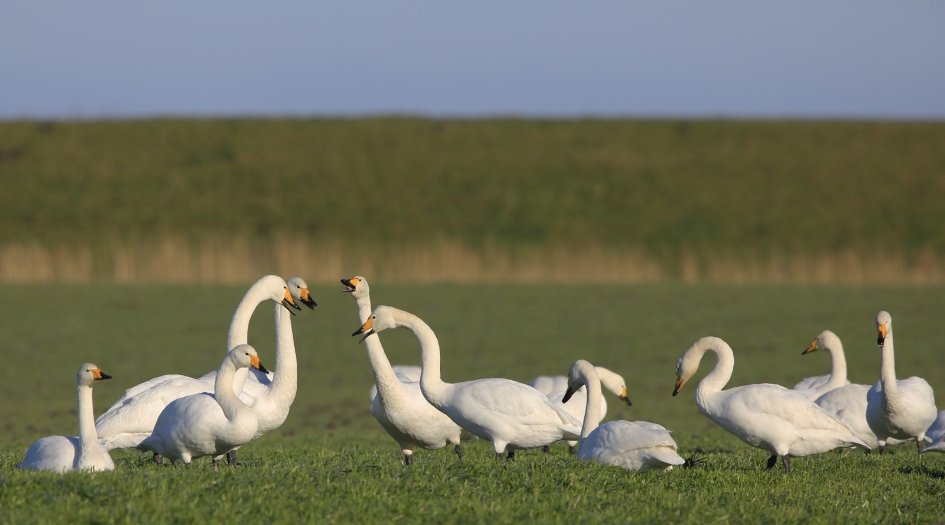 Het eerste verkiezingsdebat ... - Vogels - Wilde Zwaan