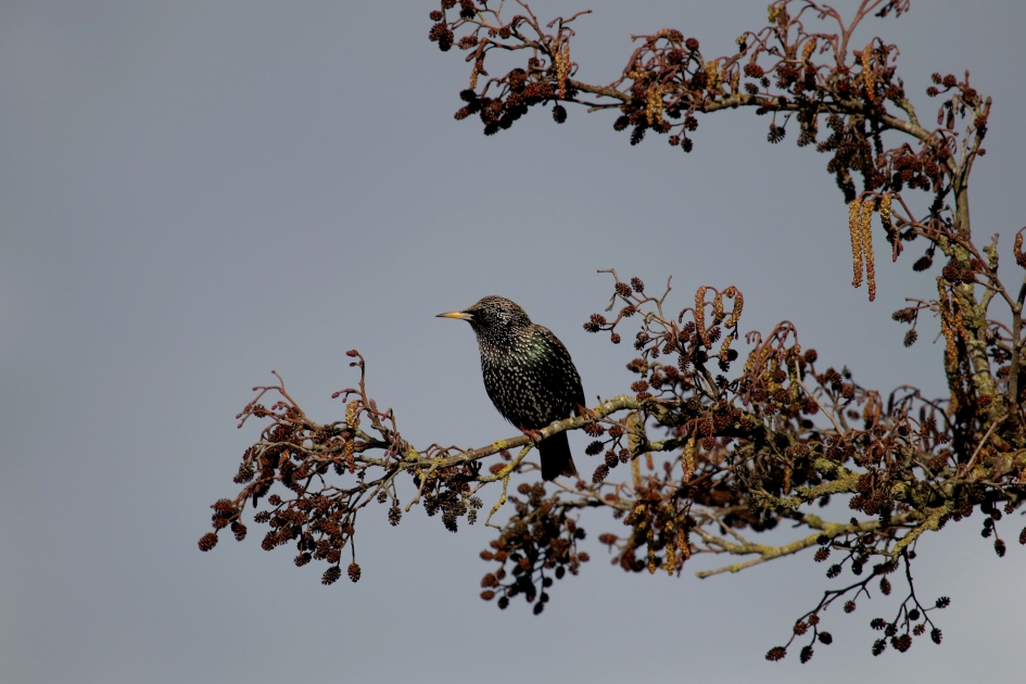 Het is maar een Spreeuw - Vogels - Spreeuw