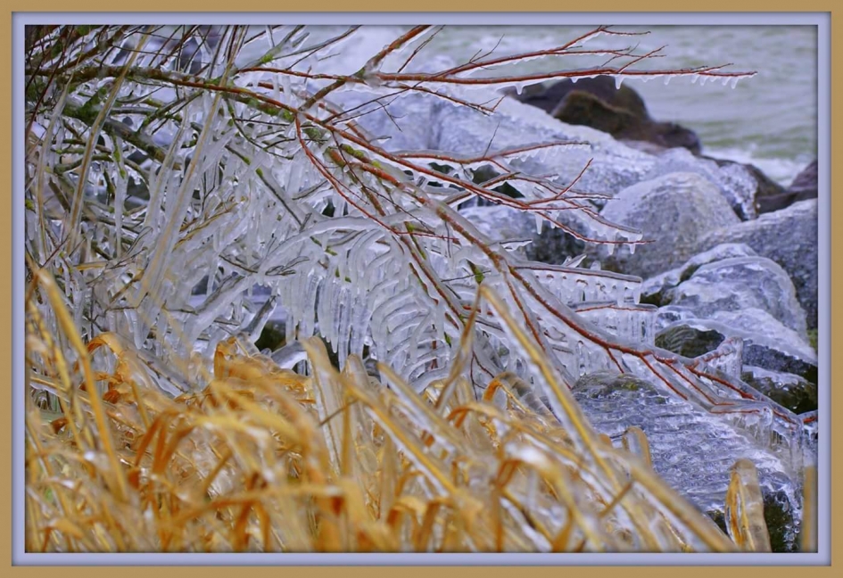 Het is weer koud - Planten - Ijs