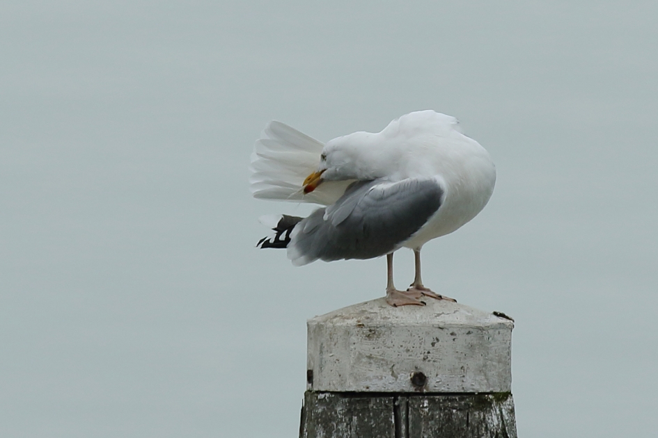 het laatste veertje - Vogels - 