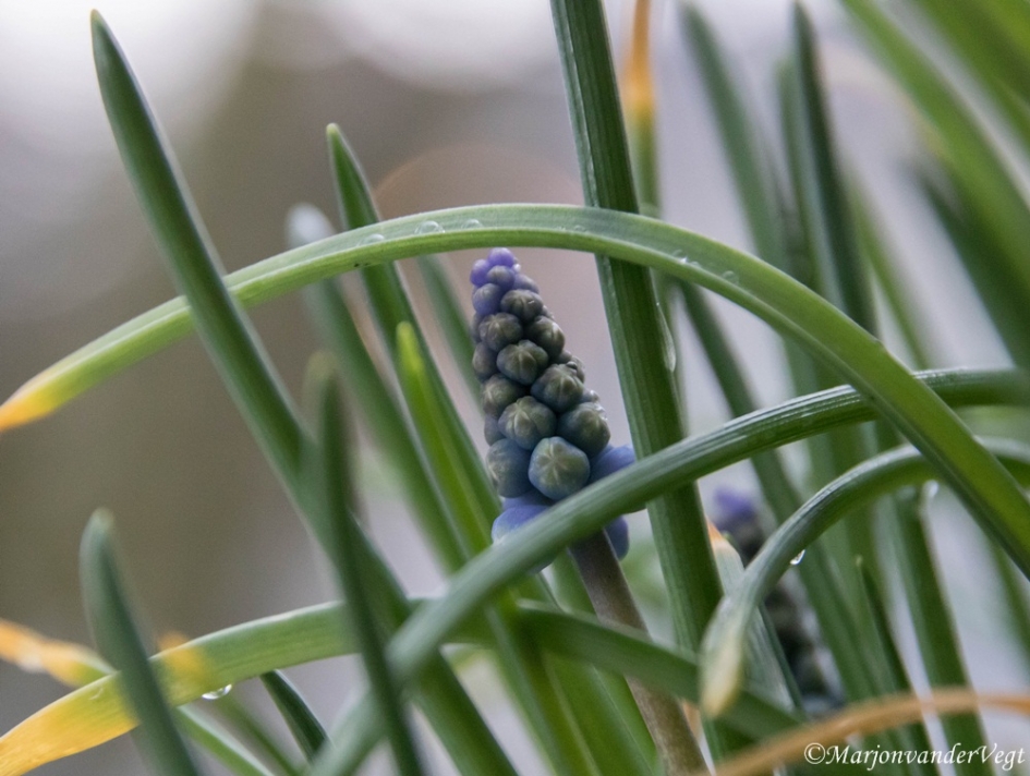 Hey blauwe druif - Planten - Blauwe druif