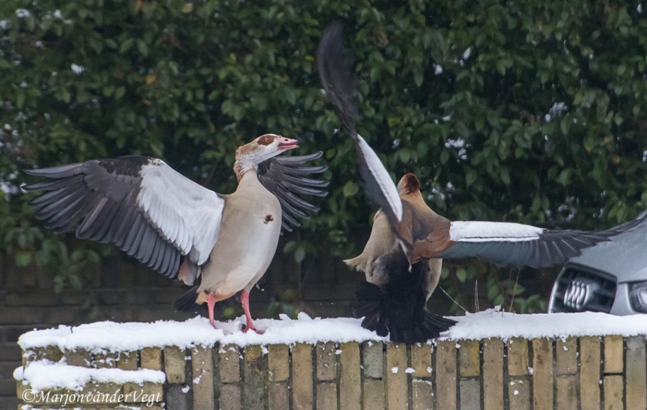 Hier ben ik,... - Vogels - Nijlganzen