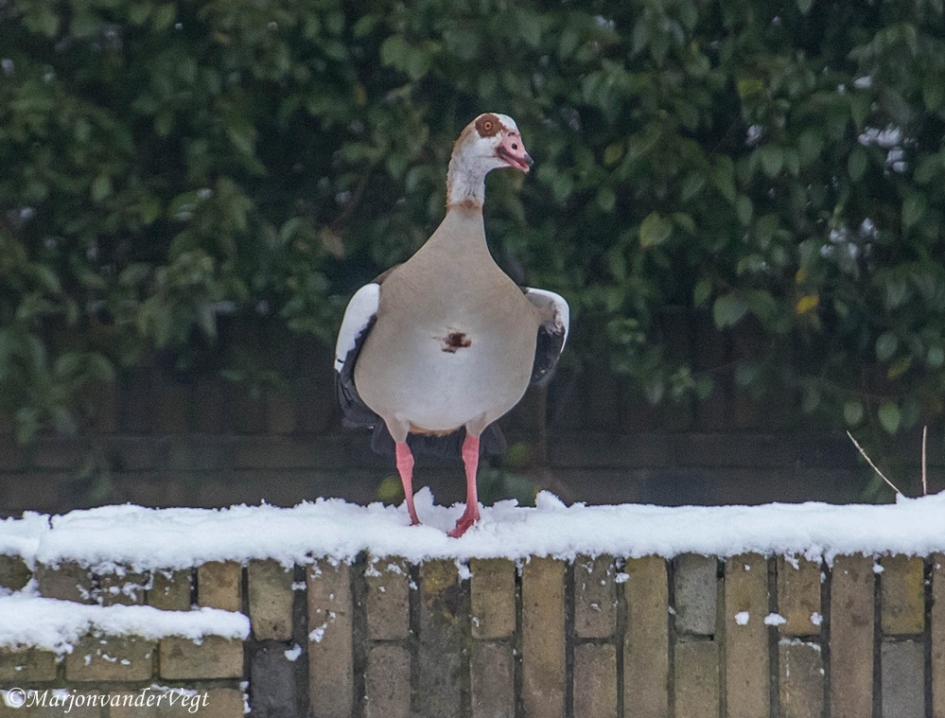 Hij roept haar - Vogels - Nijlgans