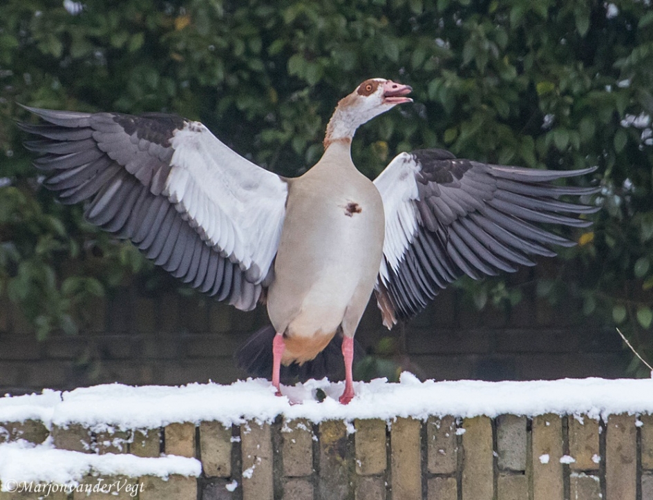 Hij schreeuwt naar haar - Vogels - Nijlgans