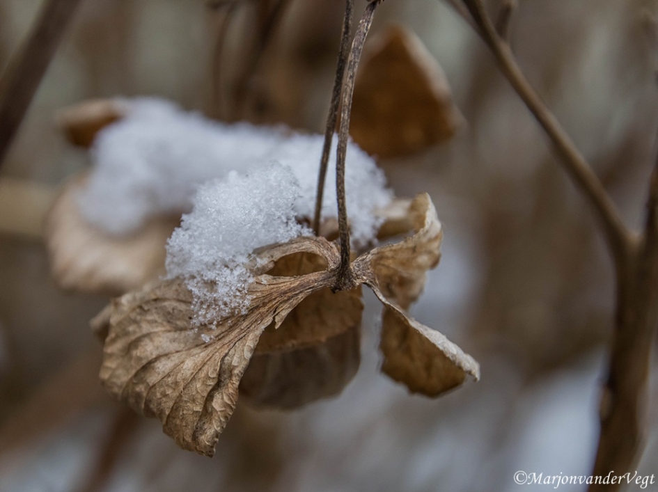 Hoedje op - Planten - hortensia