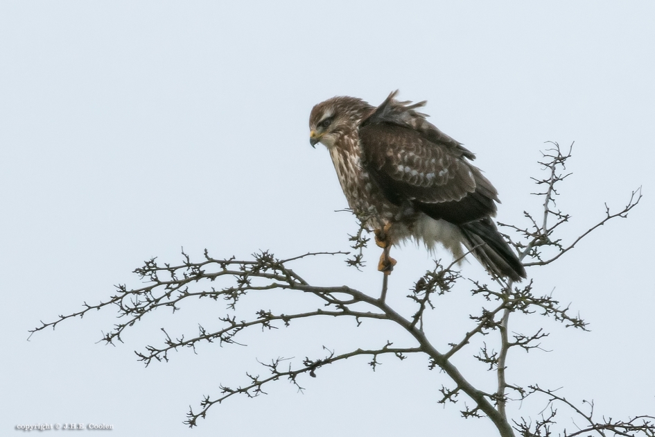 Hoge bomen.... - Vogels - Buizerd