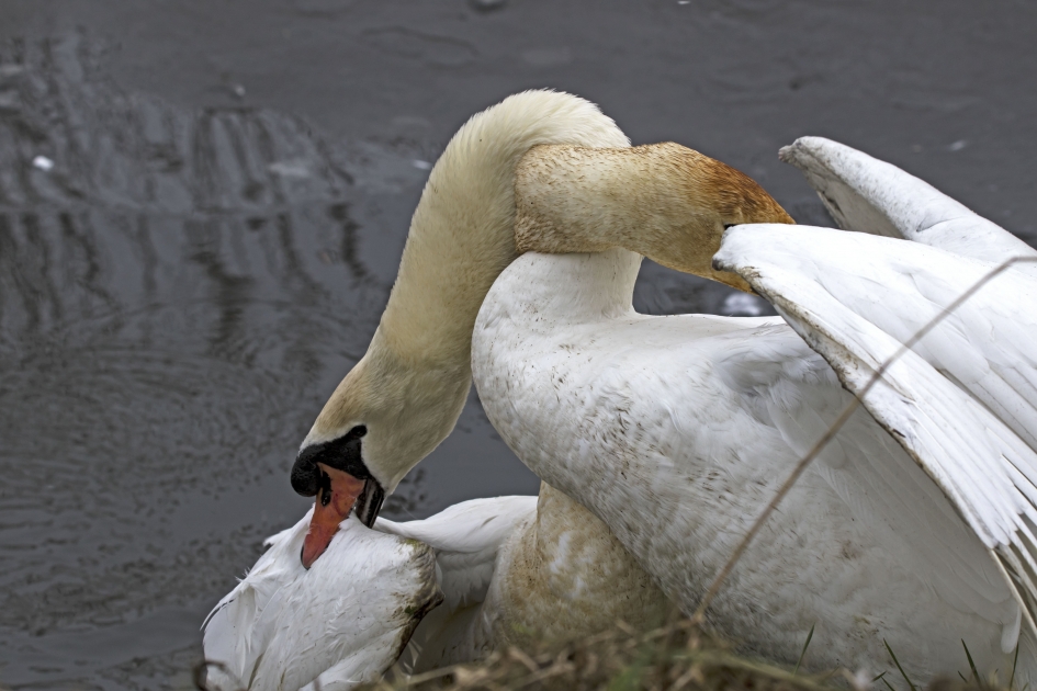 Houdgreep - Vogels - Knobbelzwaan