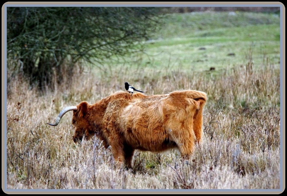 Huis houdster op je rug - Zoogdieren - ????