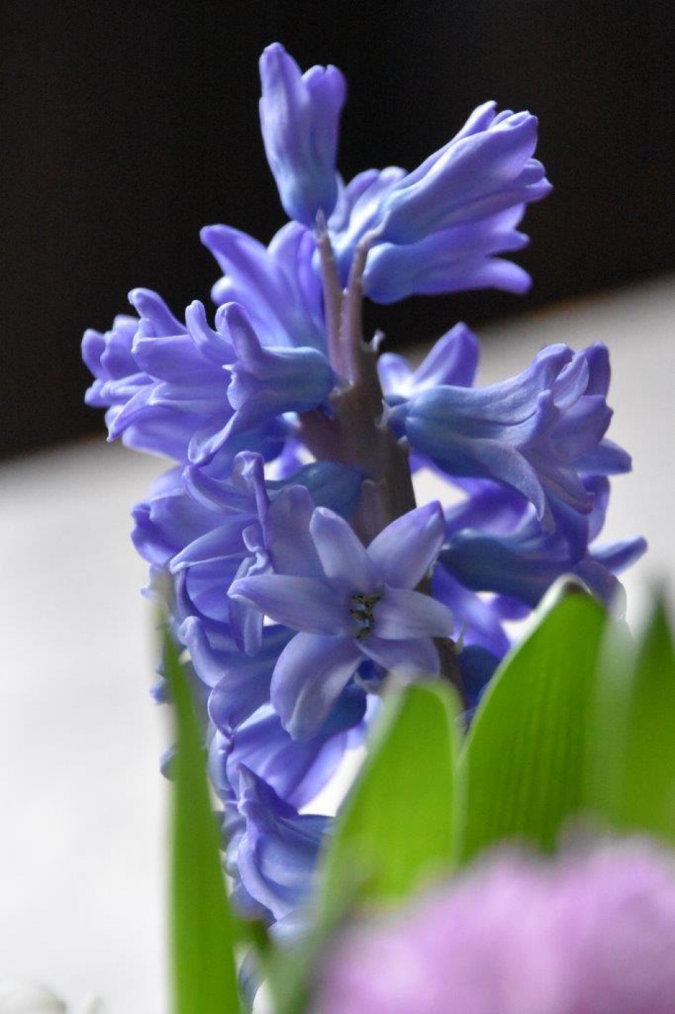 Hyacint - Planten - 