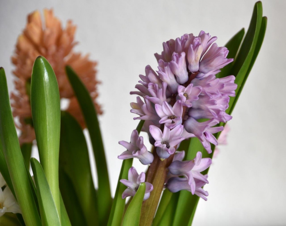 Hyacinten - Planten - 