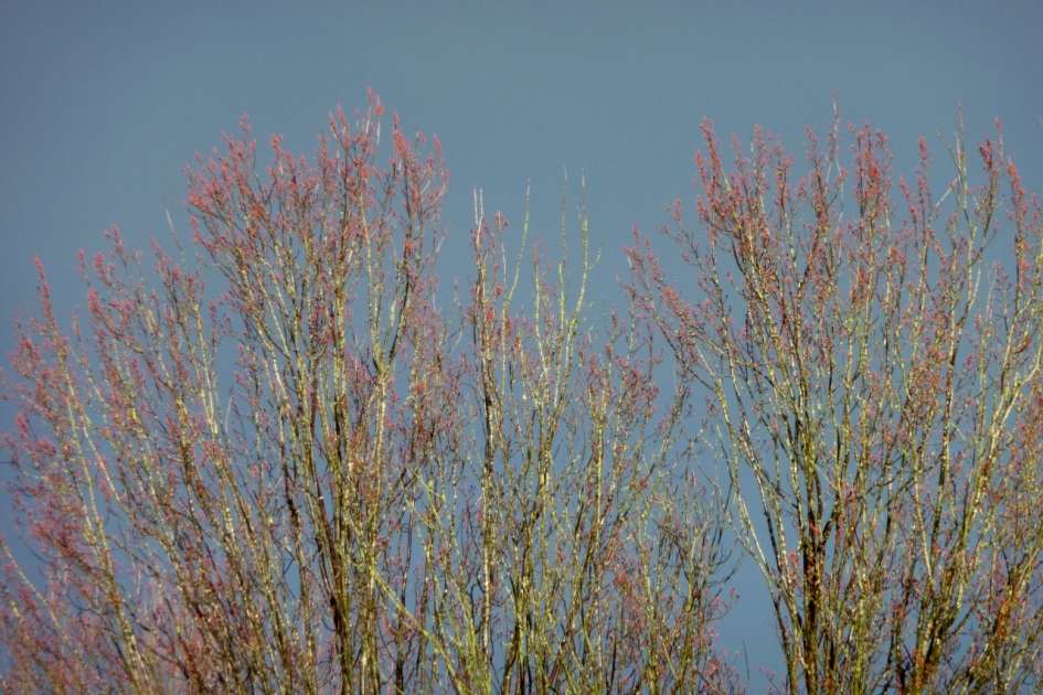 Iets dichterbij.. - Planten - 