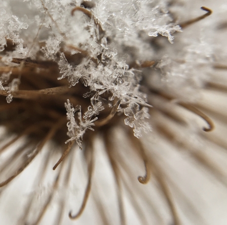 Ijsbloemen