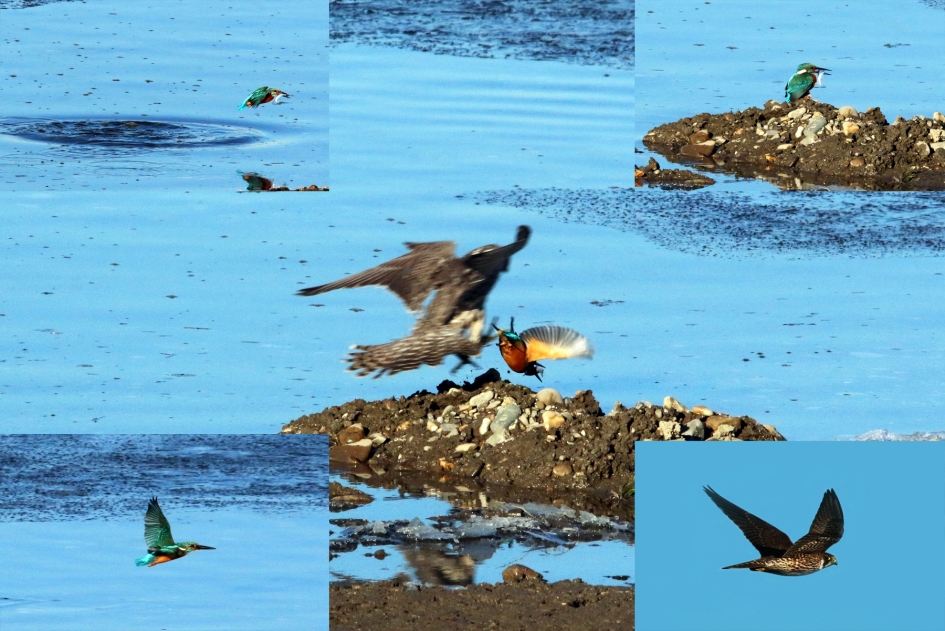 Ijsvogel Slechtvalk - Vogels - Ijsvogel slechtvalk