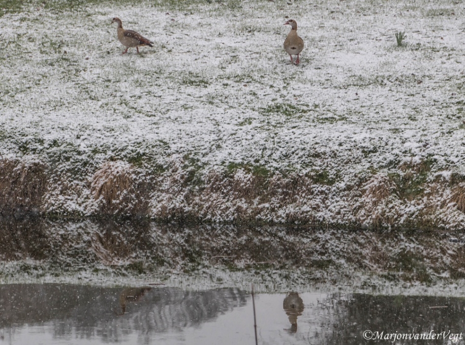Ik ga naar huis ! - Vogels - Nijlganzen