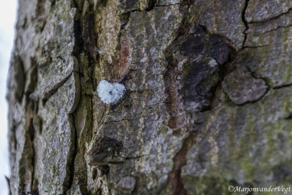 Ik hart je - Planten - Boom