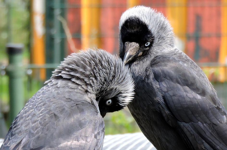 Ik ook van jou - Vogels - Kauw