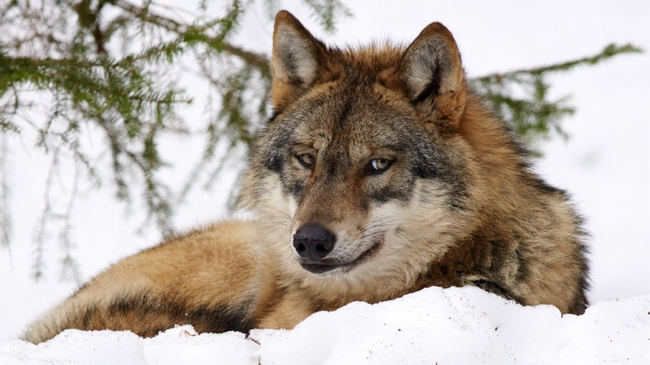 Ik probeer te slapen - Zoogdieren - Europese Wolf