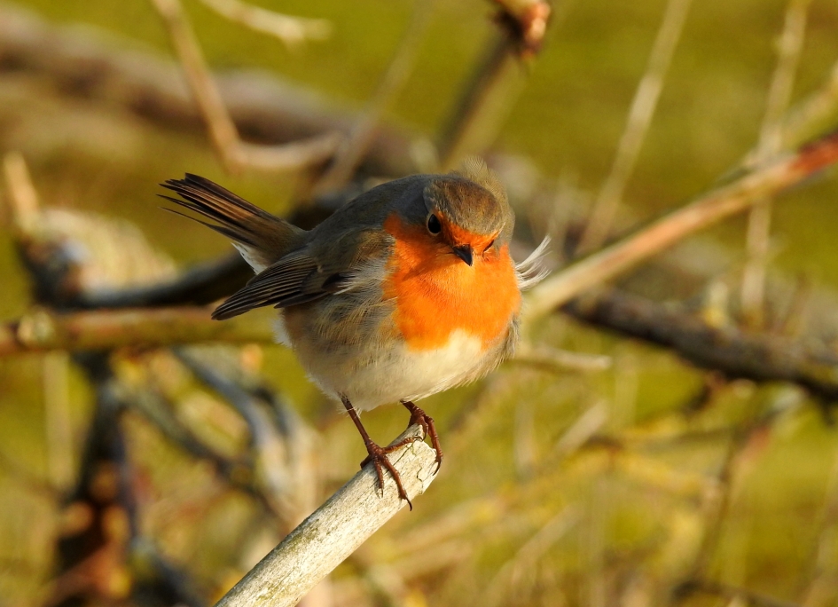 Imponerende borst - Vogels - Roodborst