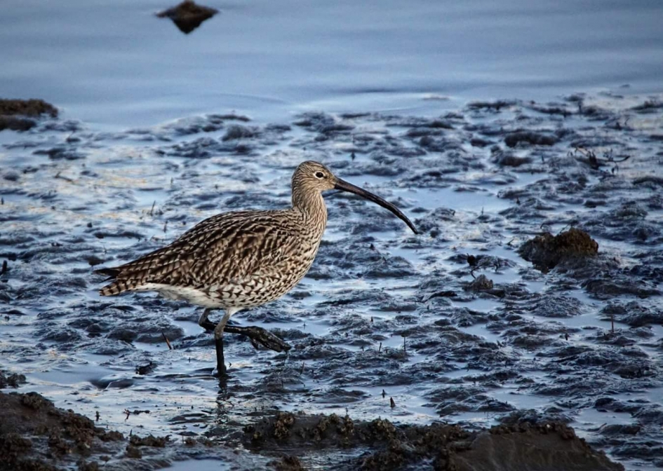 In de drek - Vogels - Wulp