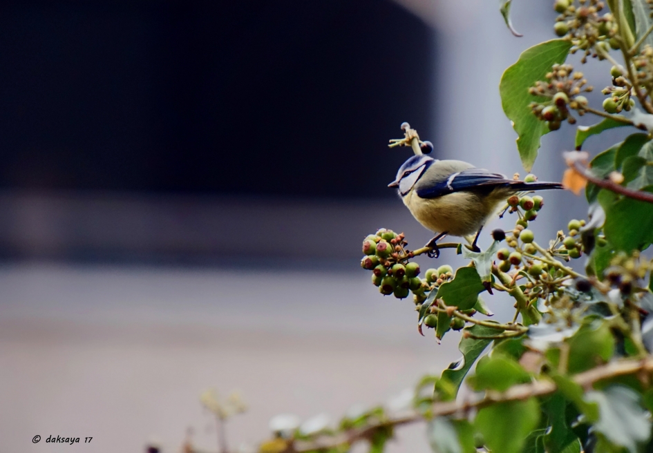 In de hedera - Vogels - 