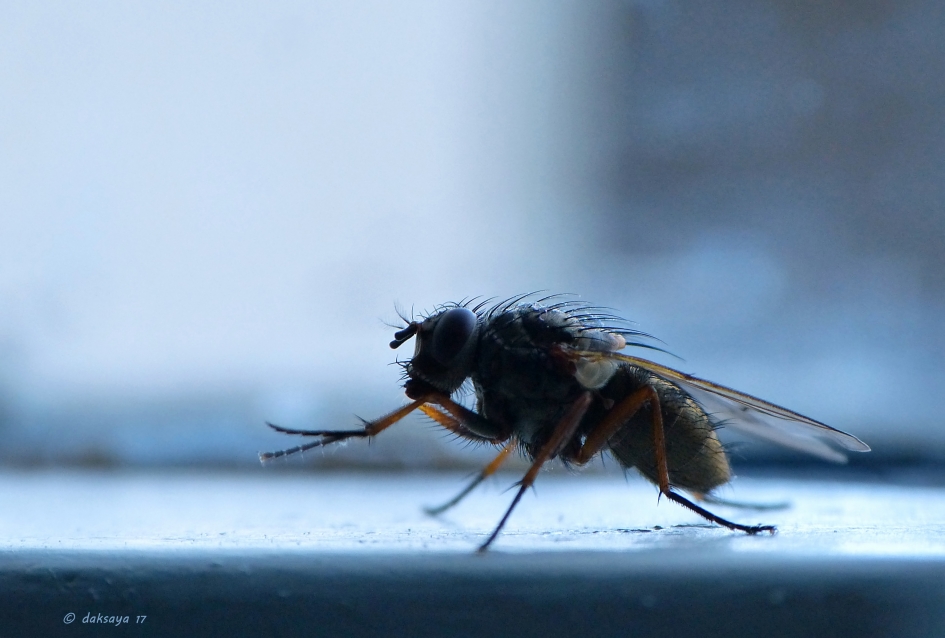 In de schemering - Geleedpotigen - 