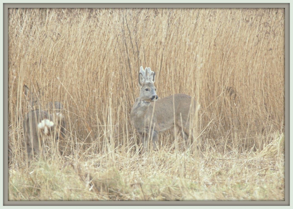 In het riet - Zoogdieren - Ree